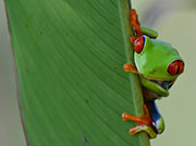 Photo of red-eyed tree frog.